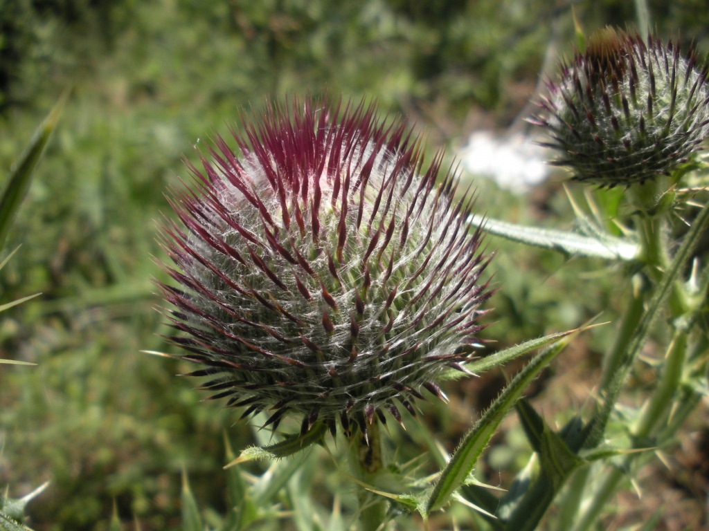 Cirsium lacaitae  / Cardo di Lacaita